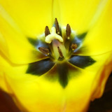 Tulip