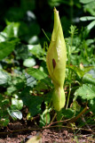 Arum maculatum - common names include Lords-and-Ladies, Cuckoo-pint