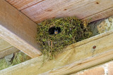 Wrens nest