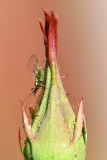 Rose Aphid - the body is about 4mm long