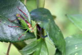 Speckled Bush-cricket - Male