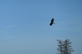 Bald Eagle near Wolverine Creek