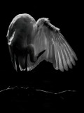 Wing_lit