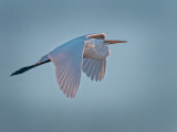 Egret Softlight