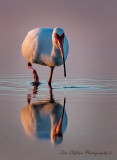 Sunrise Ibis