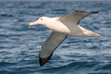 Grote Albatros - Wandering Albatross - Diomedea exulans