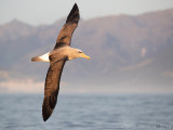 Salvins Albatros - Salvins Albatross - Thalassarche salvini