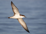 Bullers Pijlstormvogel - Bullers Shearwater - Ardenna bulleri