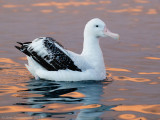 Grote Albatros - Wandering Albatross - Diomedea exulan