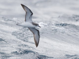 Cooks Stormvogel - Cooks Petrel - Pterodroma cookii