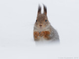 Rode Eekhoorn - Red Squirrel - Sciurus vulgaris