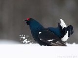 Korhoen - Black Grouse - Tetrao tetrix