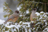Taigagaai - Siberian Jay - Perisoreus infaustus