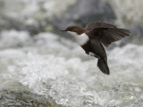 Waterspreeuw - White-troated Dipper - Cinclus cinelus cinelus