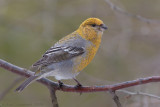 Haakbek - Pine Grosbeak - Pinicola enucleator