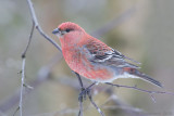 Haakbek - Pine Grosbeak - Pinicola enucleator