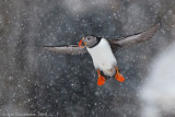 Papegaaiduiker - Atlantic Puffin - Fratercula arctica