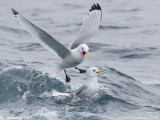 Drieteenmeeuw - Black-legged Kittiwake - Rissa tridactyla