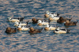 Stellers Eider - Steller's Eider - Polysticta stelleri