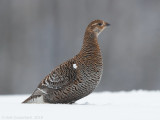 Korhoen - Black Grouse - Tetrao tetrix