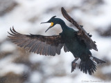 Kuifaalscholver - European Shag - Phalacrocorax aristotelis