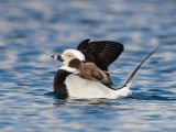 IJseend - Long-tailed Duck - Clangula hyemalis
