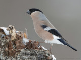 Goudvink - Eurasian Bullfinch - Pyrrhula pyrrhula pyrrhula