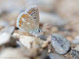 Turkooisblauwtje - Turquoise Blue - Polyommatus dorylas