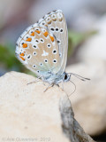 Adonisblauwtje - Adonis Blue - Polyommatus bellargus
