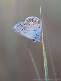 Groot Tragantblauwtje - Eschers Blue - Polyommatus escheri