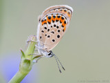 Kroonkruidblauwtje - Reverdins Blue - Plebejus argyrognomon