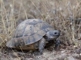 Griekse Landschildpad - Hermanns Tortoise - Testudo hermanni 
