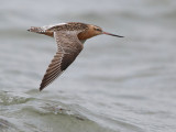 Rosse Grutto - Bar-tailed Godwit - Limosa lapponica