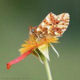 Balkanparelmoervlinder - Balkan Fritillary - Boloria graeca