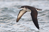 Noordse Pijlstormvogel - Manx Shearwater - Puffinus puffinus