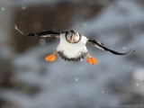 Papegaaiduiker - Atlantic Puffin - Fratercula arctica