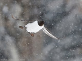 Zeekoet - Common Murre (Guillemot) - Uria aalge