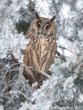 Ransuil - Long-eared Owl - Asio otus
