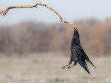 Raaf / Common Raven 