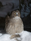 Blakistons Visuil - Blakistons Fish Owl - Bubo blakistoni