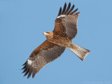 Oostelijke Zwarte Wouw - Black-eared Kite - Milvus migrans lineatus