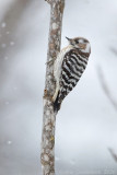 Kizukispecht - Japanese Pygmy Woodpecker - Yungipicus kizuki