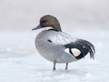 Bronskopeend - Falcated Duck - Mareca falcata