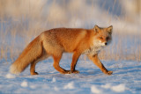 Vos - Red Fox - Vulpes vulpes