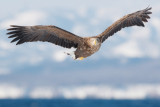 Zeearend - White-tailed Eagle - Haliaeetus albicilla