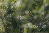 Krekelzanger - River Warbler - Locustella fluviatilis