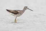 Groenpootruiter - Common Greenshank - Tringa nebularia