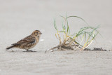 IJsgors - Lapland Longspur - Calcarius lapponicus