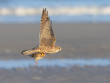 Smelleken - Merlin - Falco columbarius