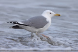 Pontische Meeuw - Caspian Gull - Larus cachinnans